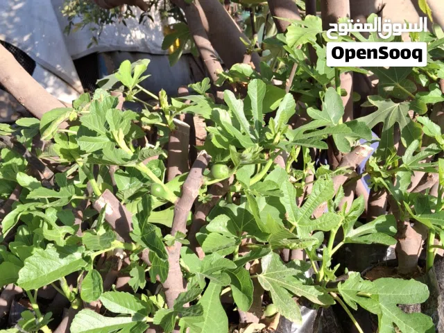 شتلات تين اسباني