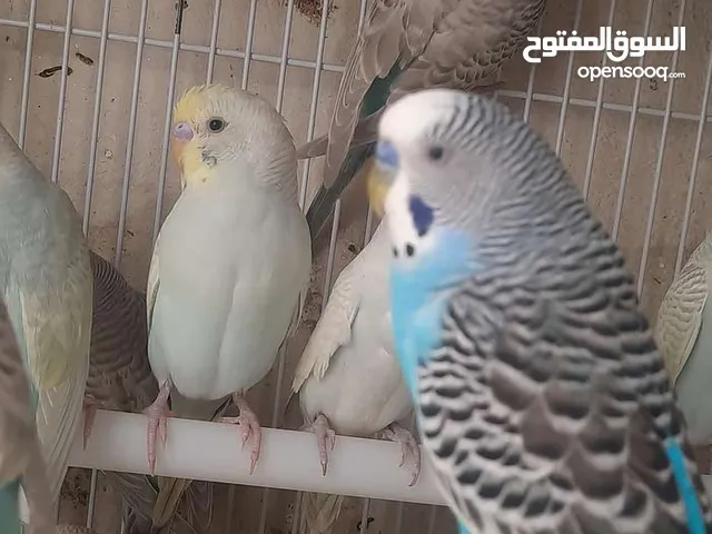 عصافير الحب الكناري