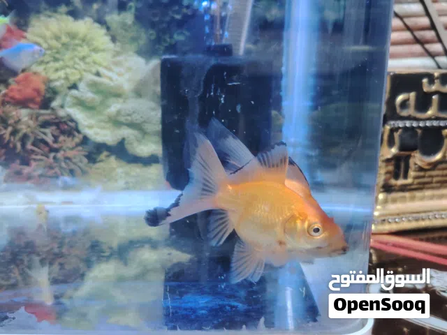 حوض سمك زينه محقاته