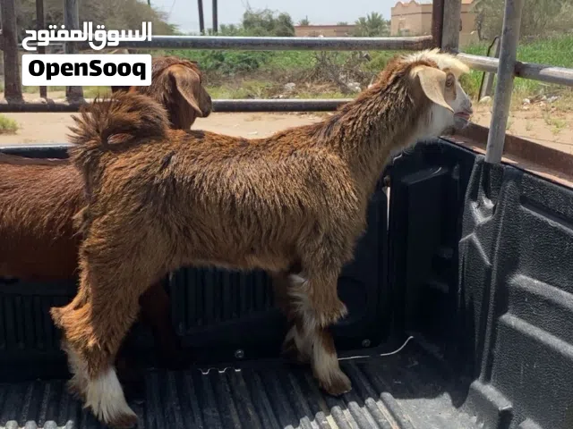 صخلان البيع