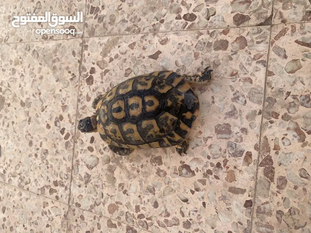 ذكر سلاحفة للبيع حلته ممتازه