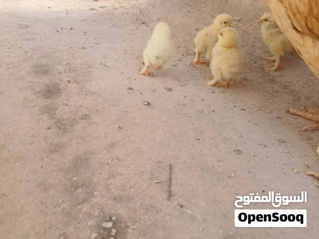 صوص براهمي  مستوى جيد جداا