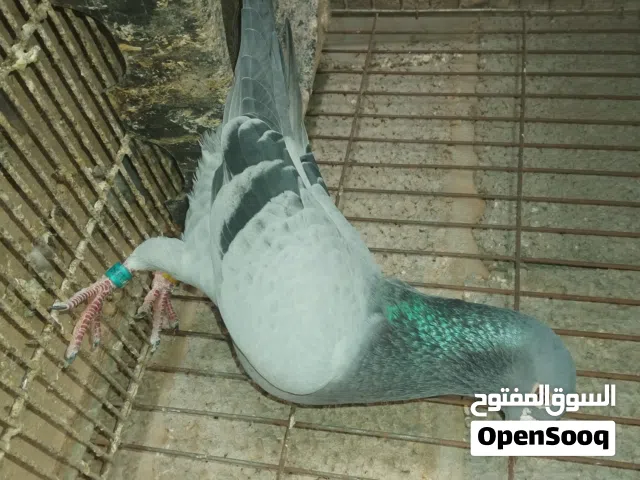 عشاق الزاجل  بيع مستعجل