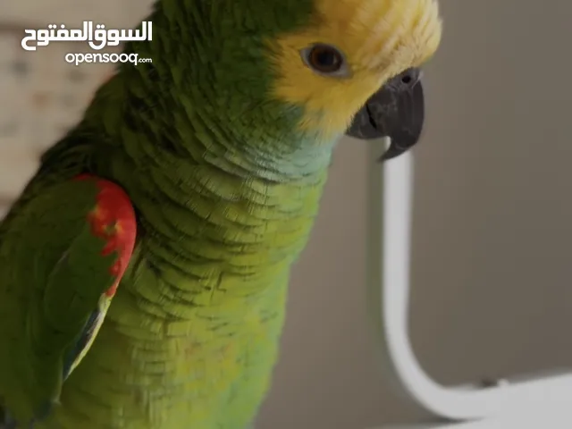 بغباء امازون بلو فرنتد ذكاء وطلاقه في الكلام