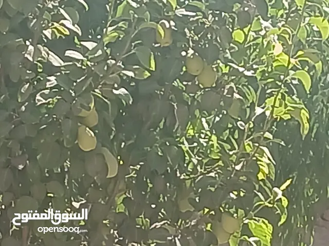 160 m2 4 Bedrooms Townhouse for Sale in Zarqa Qasr al-Hallabat Al-Gharbi