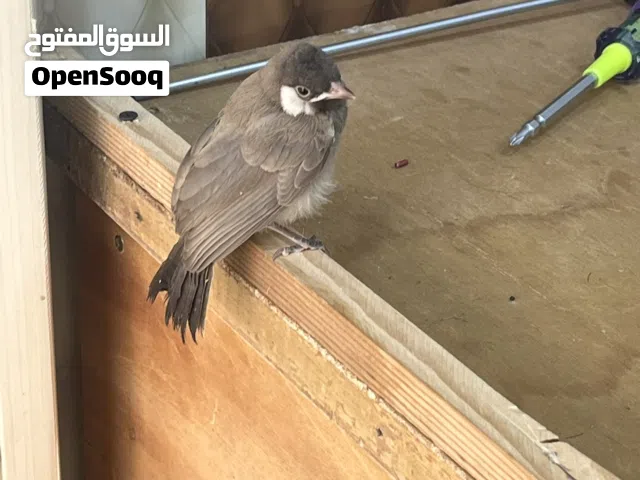 بلبل للبيع مال المدينه ياكل وحده و تكدره توكله هوه وقفص صغير ربه طينه أليف
