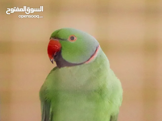 زوج دره اخضر (متوه)منتج