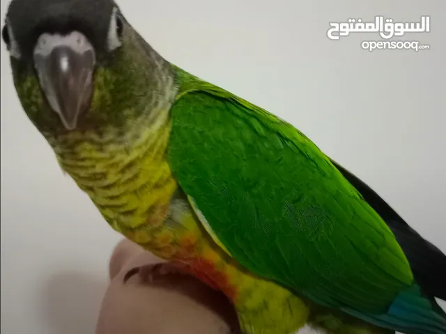 بغبغاء جرين كنيور