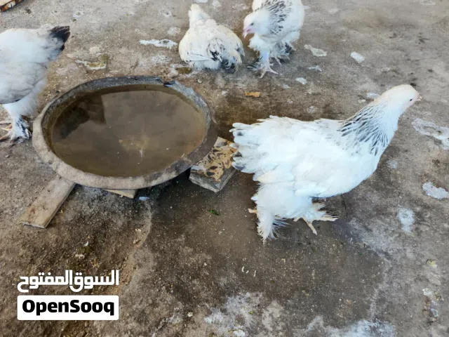 افراخ دجاج براهما دكتوراه لايت