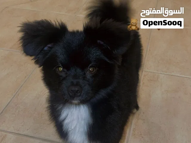 كلب pomeranian mixed japanese spitz للبيع