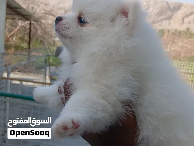Pomeranian Tea Cup PupZ