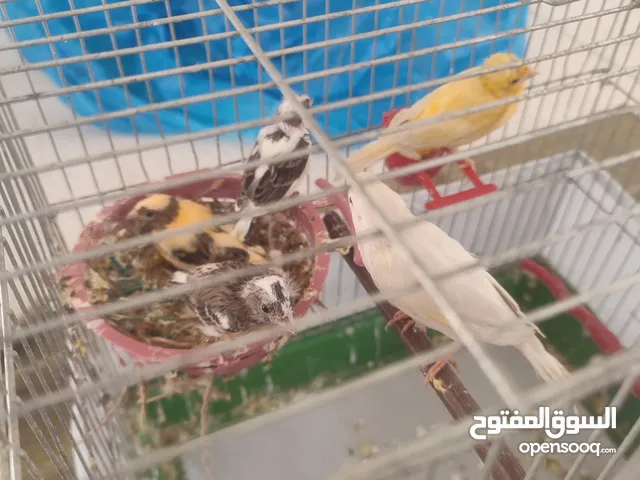 طيور كناري للبيع 8 حبات مع 3 فراخ صحة ونضافة وامورهم بالتمام جوز مع فراخو وجوز تحتو بيض