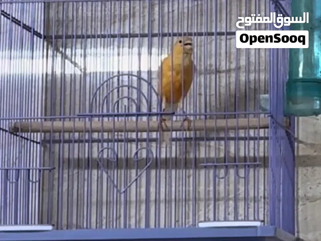 للبيع كناري تغريد نار وقوي
