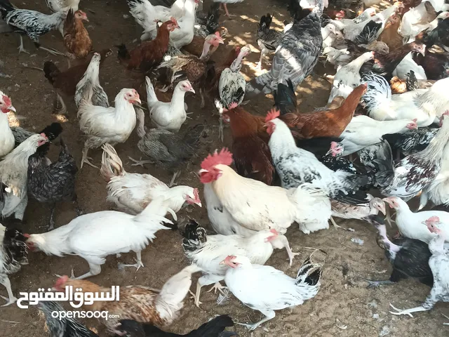دجاج للتربيه او الذبح