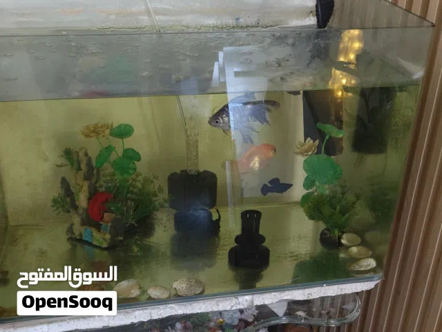 حوض سمك للبيع مع السمك