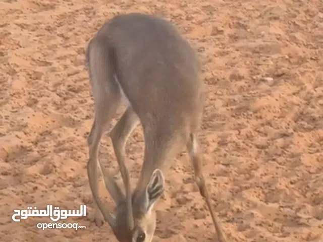 عنز غزال للبيع