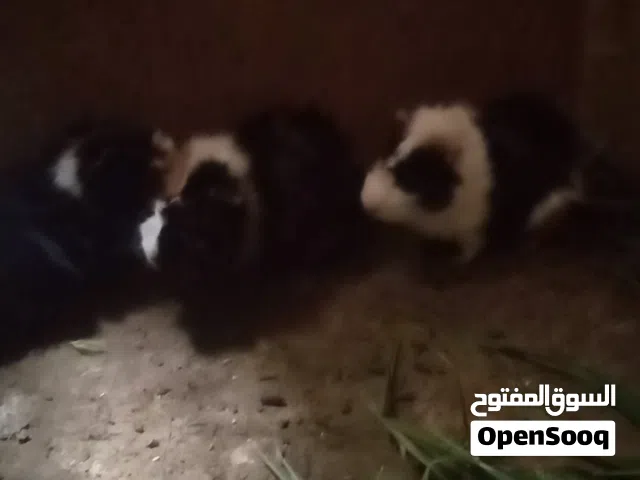 ارانب هندية أو خنازير غينيا