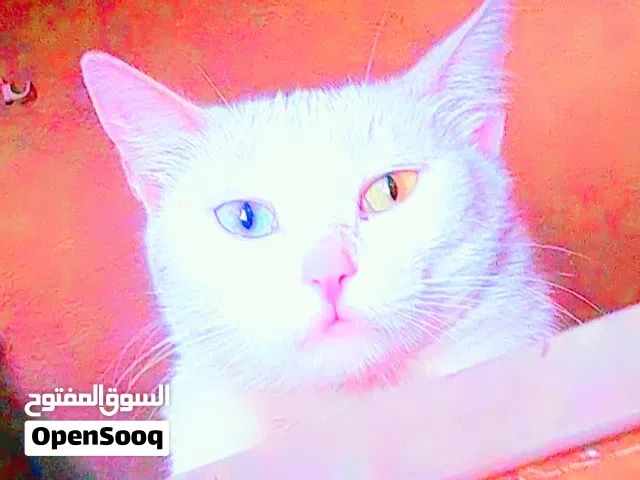قط للبيع في دمشق