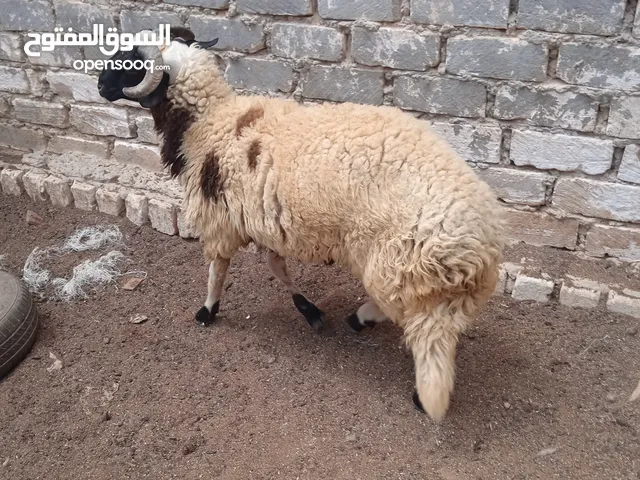 حولي برقي عمر 9 شهور