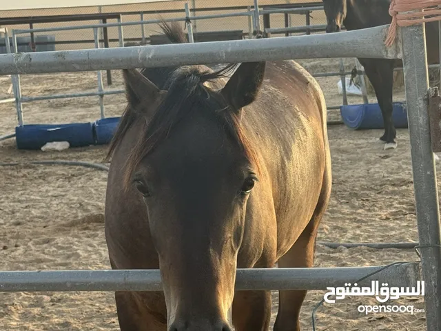 للبيع عدم تفرق