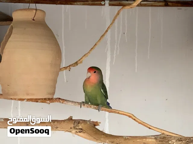 روز ذكر للبيع