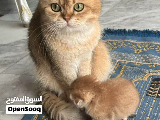 بيع جميع القطط في الصوره
