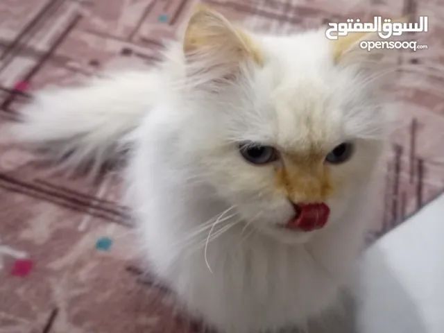 قطة شيرازي احمر الأنف والاذنين بسعر مناسب جداً