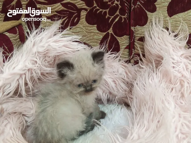 قطة هملايا شوكلت العمر ثلاث شهور