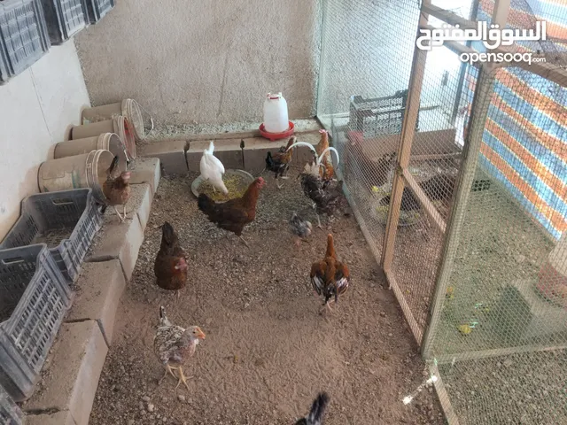 دجاج عرب خط اول للبيع باسعار مناسبة جدا