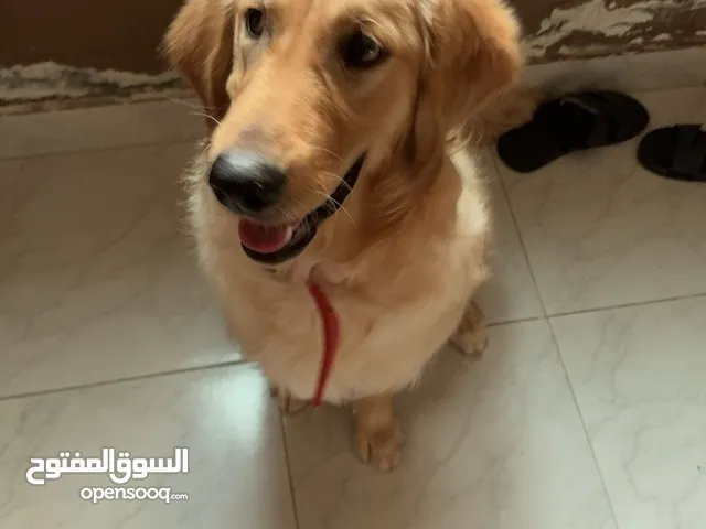 Golden retriever