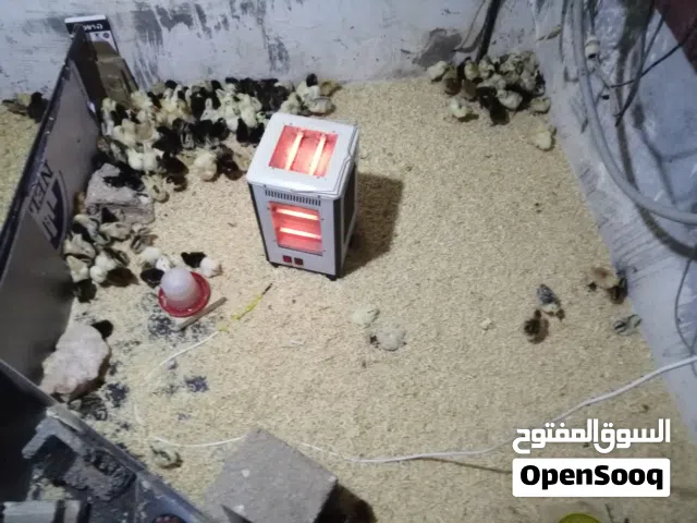 كتكوت عربي للبيع