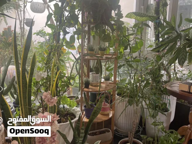 بيع نباتات الزينة الداخلية والخارجية
