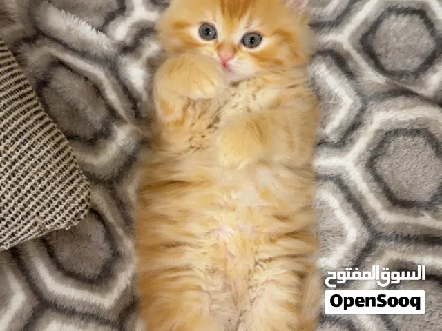 للبيع كيتن شانشيلا عمرهم شهرين   sale chinchilla kittens two months old