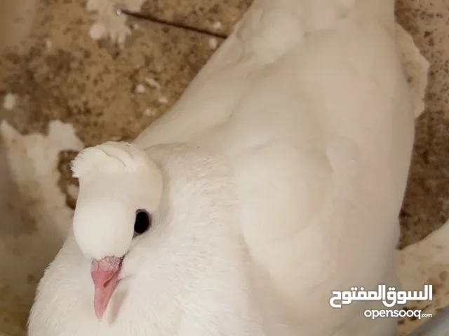 حمام إيراني فارس. قلاب.