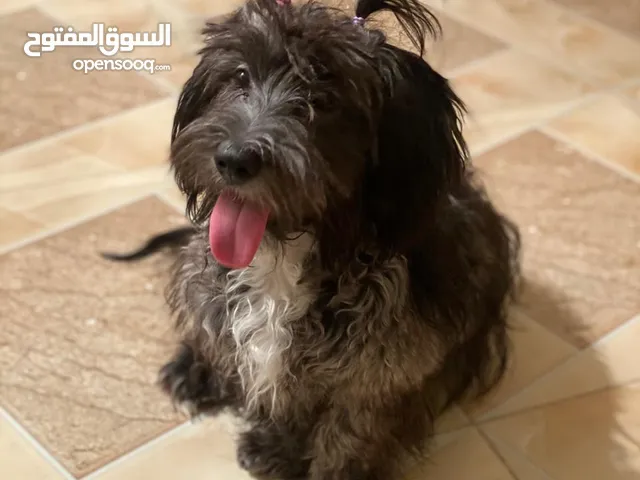 كلب فحل تيري للبيع