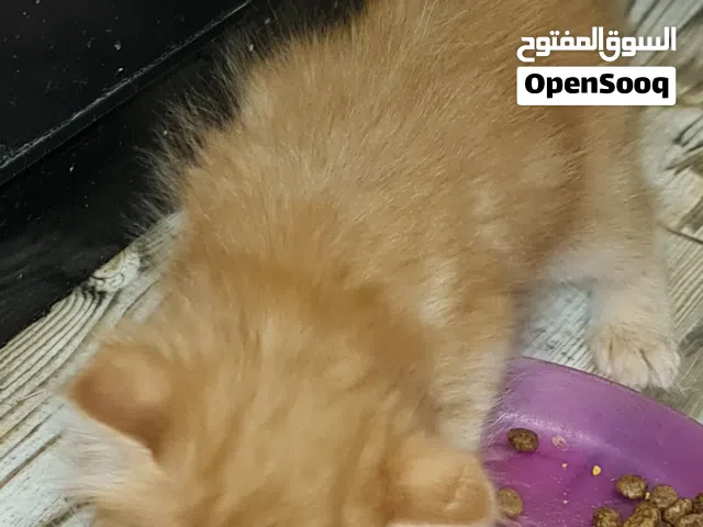 قطط شيرازي للتبني