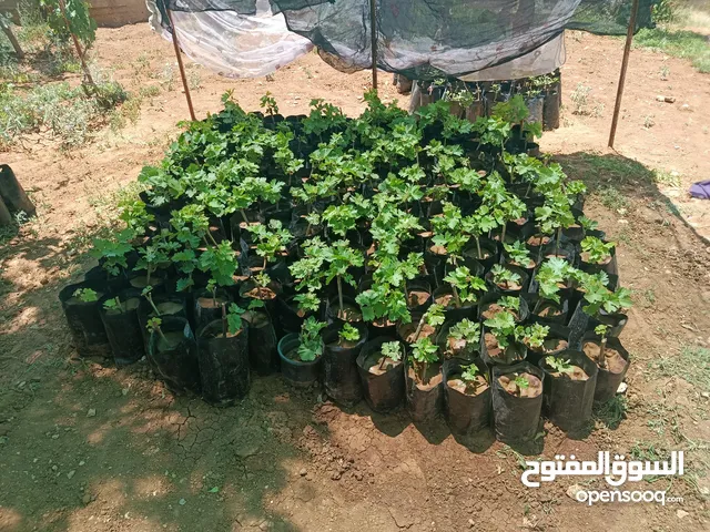 دوالي بلدي +اسود دراويشي +ماتور ماء 3/4ثلاثه ترباع ايطالي/ بدرلو/للبيع
