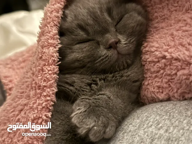 سكوتش فولد شورت هير