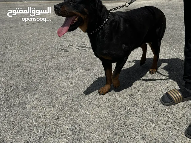 Dog for adoption