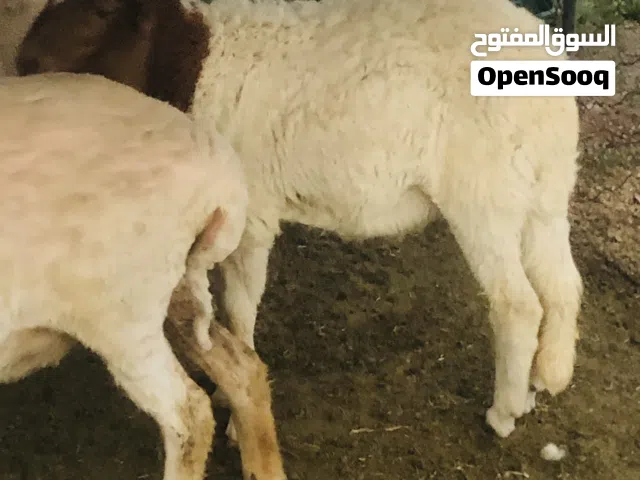 فطيمة للبيع