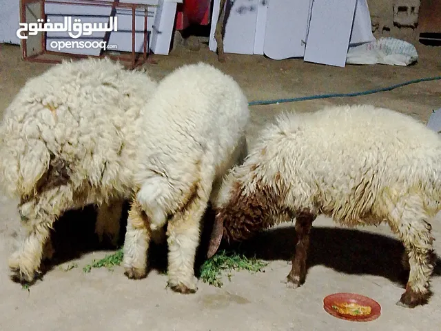 خرفان فحله عدد 2 ونثيه