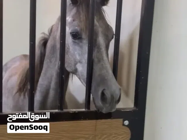العرض آخر يوم تاريخ 30/6 خيل جواز واهو الامارات للخيول العربيه العمر سنه و شهور