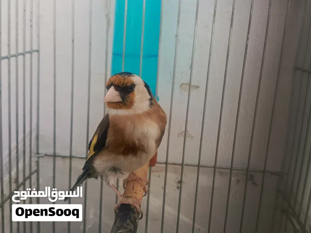 حسون ترابي للبيع