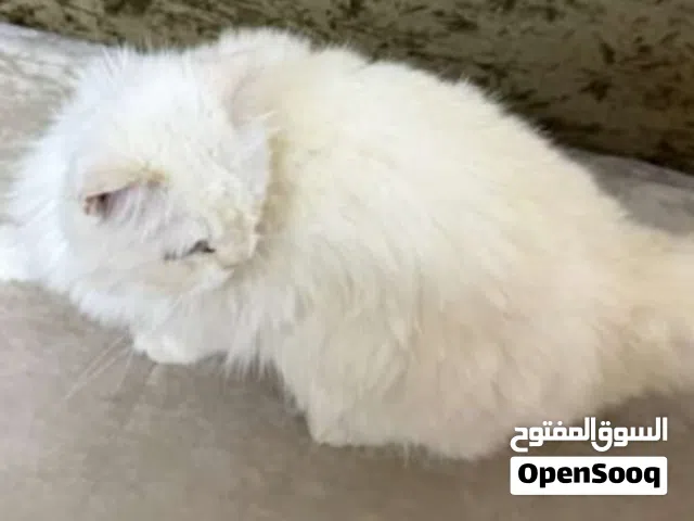 قطط للبيع شيرازيات الوصف مهم