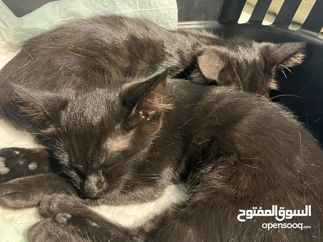 ثلاث قطط ( يمكن اختيار واحده او ثنتين)