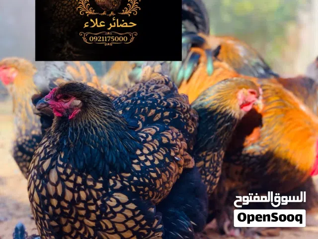 متوفر كتكوت براهما سبرايت درجه اولى
