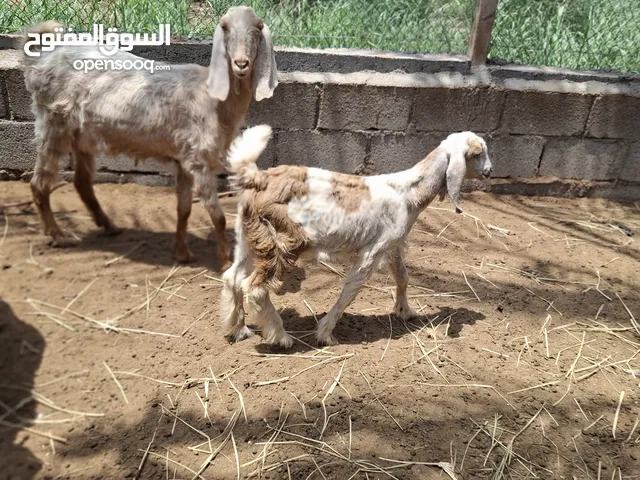 تيس باكستاني للبيع