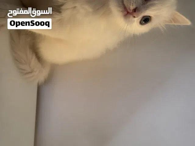 قطة شيرازي مون فيس