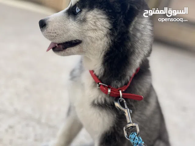 كلب هاسكي سيبيري