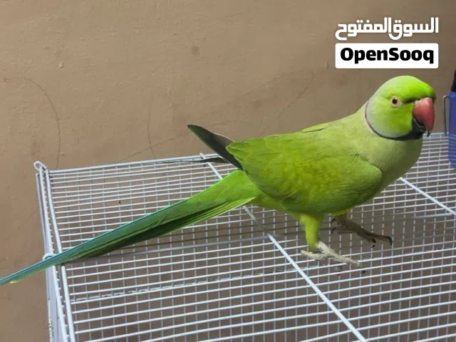 السلام عليكم ورحمة ببغاء دره متكلم وأليف بس فيه خوف